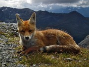 La volpe del Quinto Alpini, fotomodella a quattro zampe !